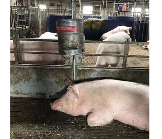 Swine toys - Porky